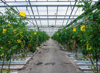 The existing agricultural complex in Kherson